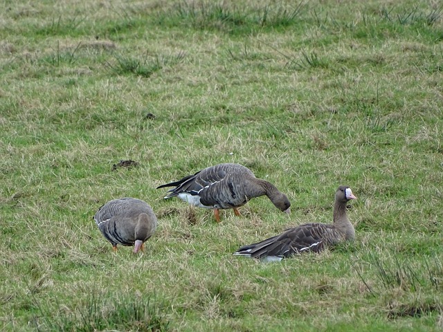 詹姆斯不仅 詹姆斯不仅
