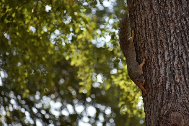 齐尔克泽 齐尔克泽